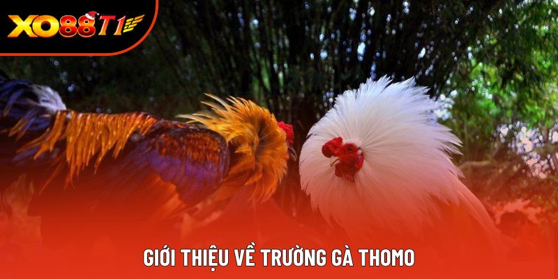 Giới thiệu về trường gà Thomo