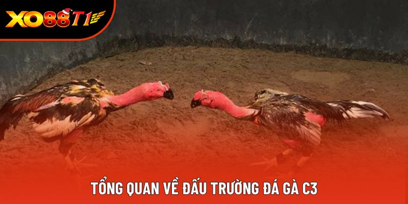 Tổng quan về đấu trường Đá gà C3